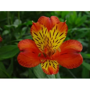 Валенсия Валенсия